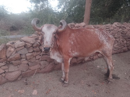 બરદ