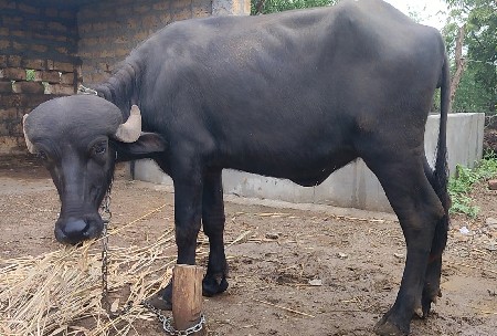 ખડેલૂ વેસવાનુ