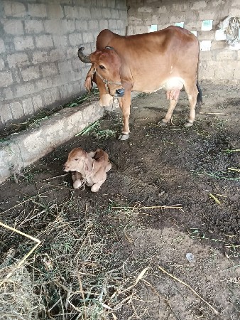 3 વેતર