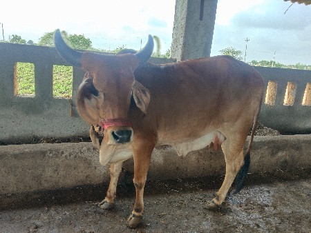 વૈચવા નિ સૈ