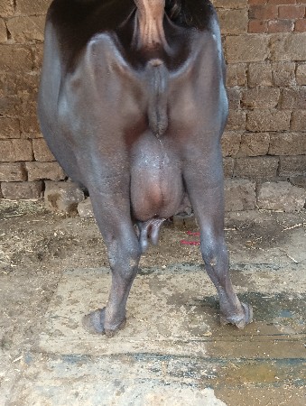 ભેંસ વેચવાની છે વેતર 3