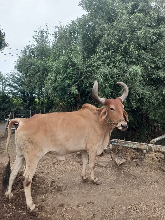 બડધ ગોઢલા છે