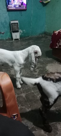 Rajasthani Bakri Ne be baccha