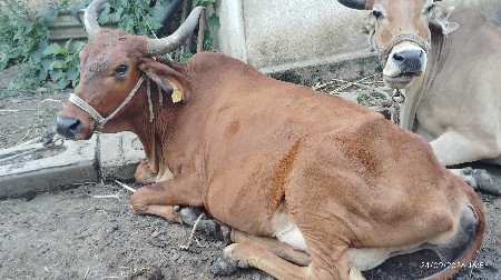 ગાય  વેચવાની છે