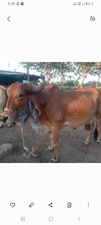 ગાય