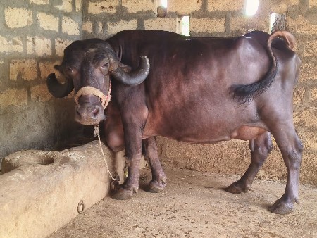 ભેંસ વેચવાની છે