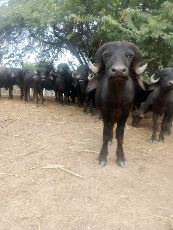 પાડો વૅચવાનૉ છે ઓલદી જાતવાન