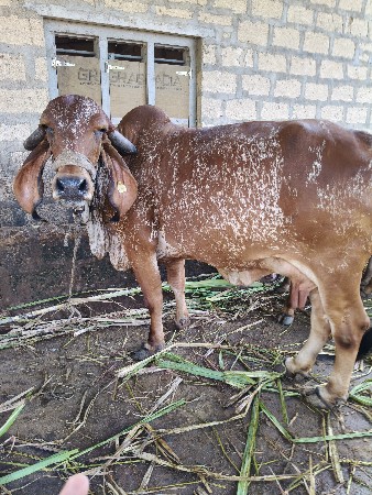 ગીર ગાય વેચવાની છે