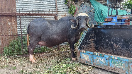 જાફરી ખડેલી વેચવાની છે