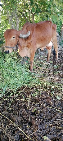 આ ગાય વેશવાની છે