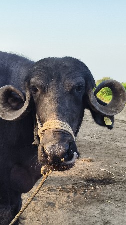 ભેંસ વેચવાની છે