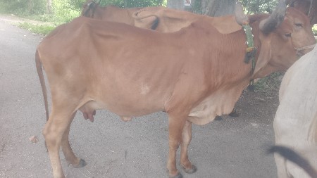 2 વેતર વિયાસે