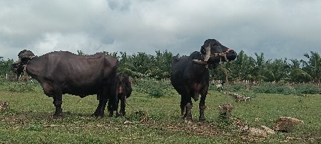 આ ફોટામાં છે તે રીતની પાર્રે ભેંસો