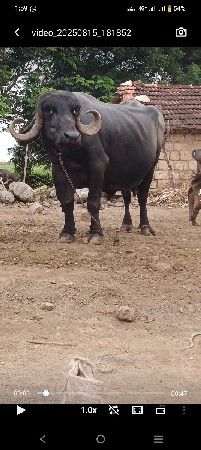 ભેંસ વેચવાની છે