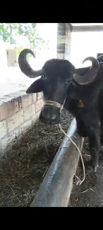 ભેંસ વેચવાની