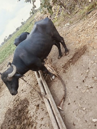 ભેસવેચવાનીસે