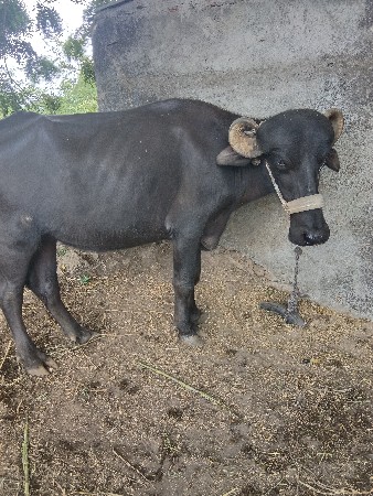 ખડેલી