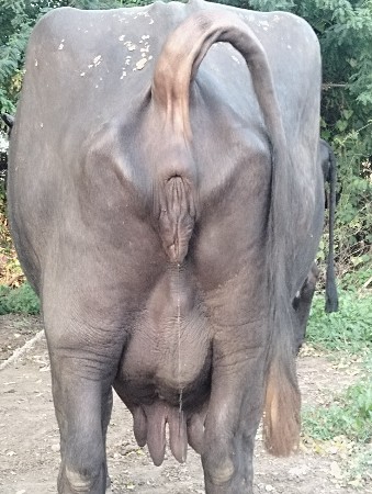 જાફરી ખડાય ત્રીજું વેતર