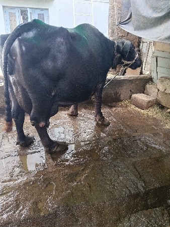 ભેહ