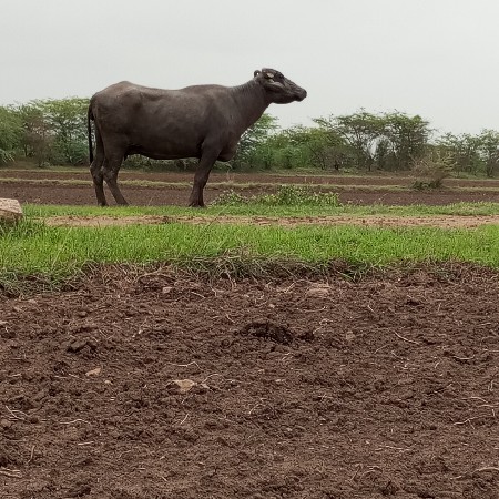 ભેંશ વેસવાનીસે