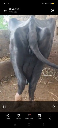 ભેંસ વેચવાની છે