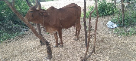 આ ગાય વેસવાની છે
