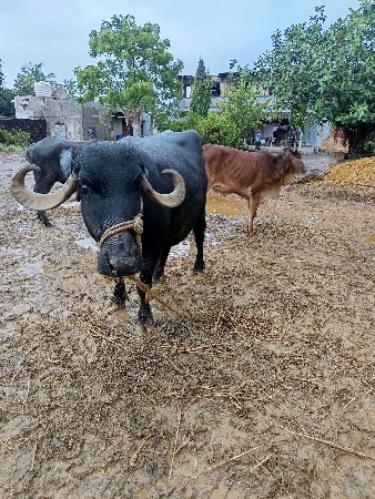 ભેંસ વેચવાની છે