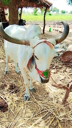 વેચવાના
