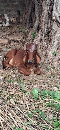 વાછડી