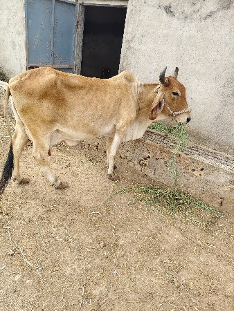 ગાય વેચવા ની છે