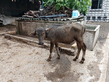 મહેશ વાઘ