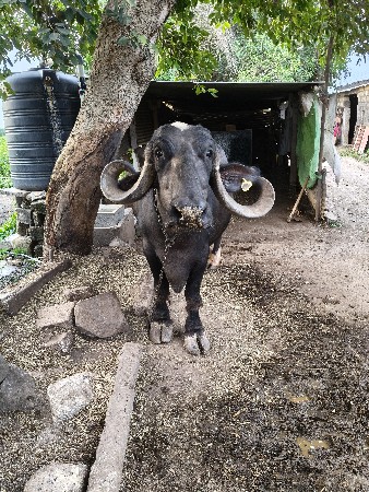 ભેંસ વેચવાની છે
