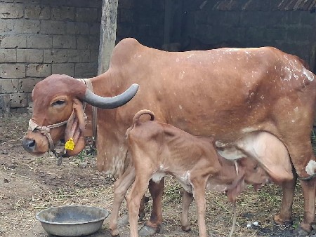 ગીર ગાય વેચવાની છે