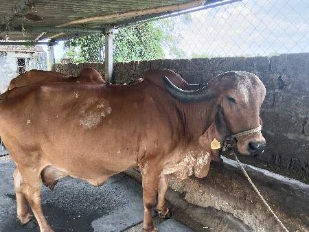 gir gay vechavani se.
