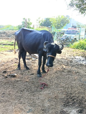 ખડેલી વેચવાની છે