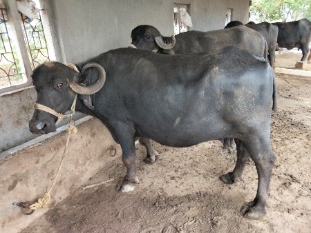 ભેંસ વેચવાની છે
