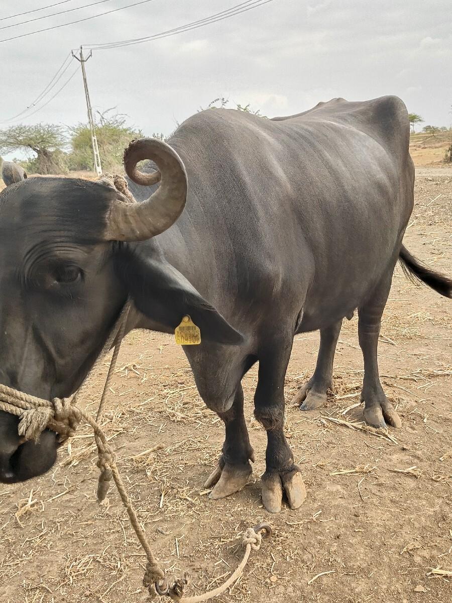 ભેંસ વેચવા ની છે