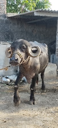 ખડેલી વેચવાની છે