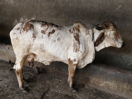 વેચવાની છે