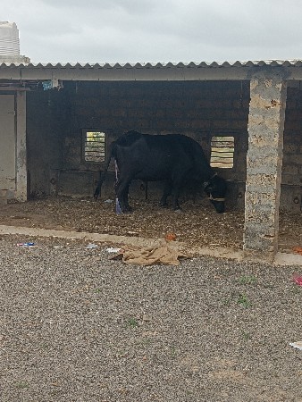 2 ભેંશ સો વેચવાની શે