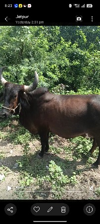આ ગાય વેચવાની છે