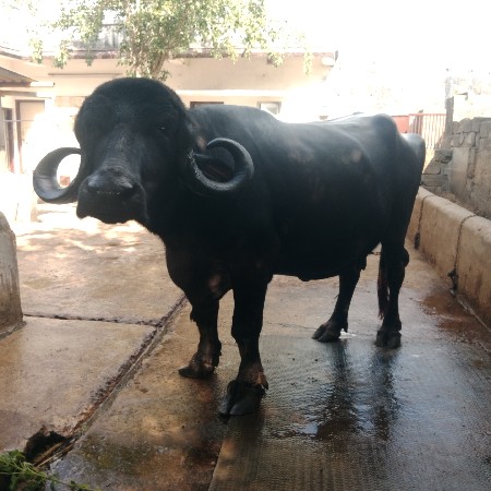 જાફરાબાદી ભેંસ વેશવાની છે