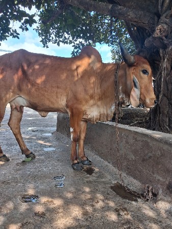બે પેલા વેતરની હોડકી વેચવાની છે
