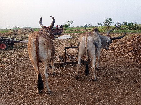 બળધવેશવાછે
