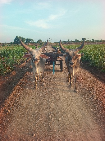 ગાડે હાલેસે