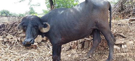 ખલેડી વેચવાની છે