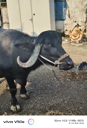 2જુ વેટર વ્યવણી છે