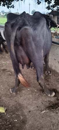 ભેંસ વેચવાની છે