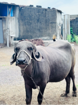 ભેંસ વેચવાની છે