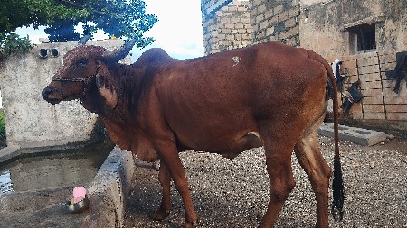 ગાય વેચવાની છે